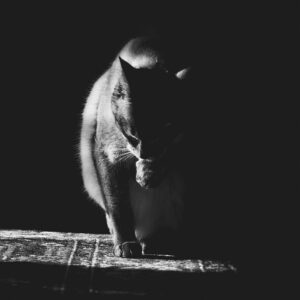 Eien weiße Katze, die sich die Pfote putzt, Fotografie in Soest